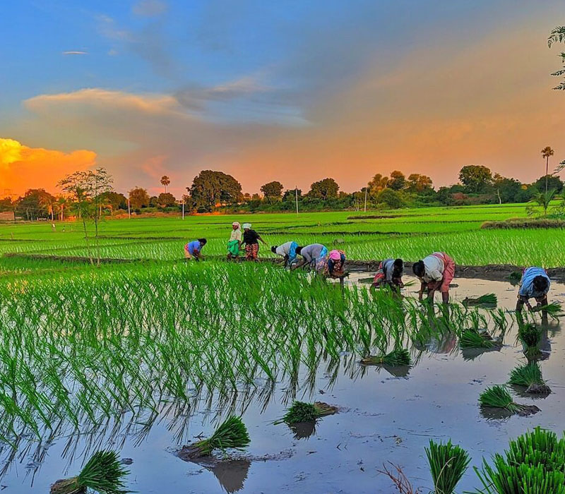 chithravathi organic village view of people doing farming